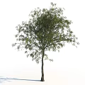 Natural Arbor With Thick Trunk Lush Branches And Vibrant Green Leaves