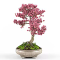 Beautiful Bonsai Potted Plant With Pink Flowers Twisted Trunk And Green Moss