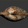 Colorful Seashell As Decorative Household Item With Vibrant Orange Brown Texture