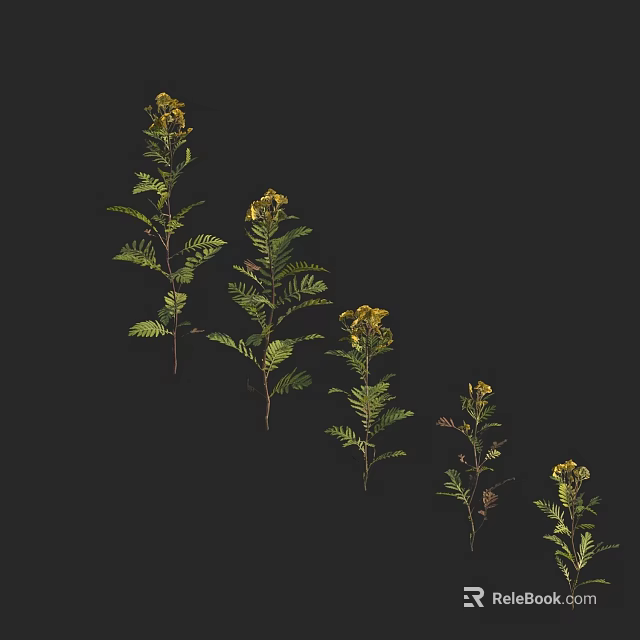 Green Plants With Yellow Clustered Blooms Against Black Background And Feathery Leaves In Different Heights 3d model 