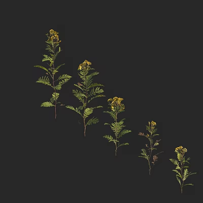 Green Plants With Yellow Clustered Blooms Against Black Background And Feathery Leaves In Different Heights 3d model
