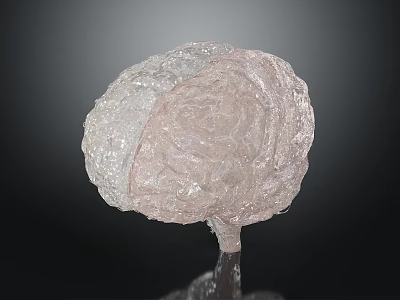 Transparent Brain Sculpture With Hair Like Textured Surface And Glass Display Base 3d model