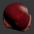 Detailed Human Heart Organ Model With Hair Like Textured Surface And Anatomical Details