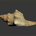 Marine Animal Conch Shell Striped Orange And White Spiral Close Up View