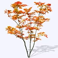 Elegant Autumn Tree Featuring Vibrant Orange Red Leaves And Spreading Branches 3d model