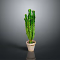 Green Cactus Plant Planted in Light Colored Pot on Gray Background