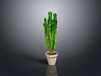 Green Cactus Plant Planted in Light Colored Pot on Gray Background 3d model