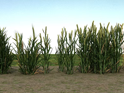 Flowers and Plants In Farm Field With Green Corn Stalks And Blue Sky 3d model