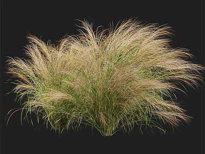 Ornamental Grass with Golden Green Feathery Plumes for Garden Landscape Decoration 3d model