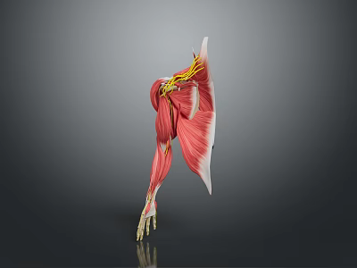 Human Muscle Anatomy 3D Model Showing Muscle Fibers And Tendons Structure 3d model