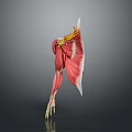 Human Muscle Anatomy 3D Model Showing Muscle Fibers And Tendons Structure