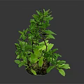 Tall Green Potted Plant with Slender Stems and Lush Green Leaves in Gray Pot