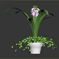 Green Orchid Plant With Pink Flowers In White Pot And Trailing Leaves On Dark Background