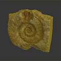 Chi chrysanthemum stone ancient fossil stone chrysanthemum fossil items 3d model