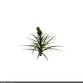 Vibrant Healthy Pineapple Plant With Green Leaves And Ripe Fruit