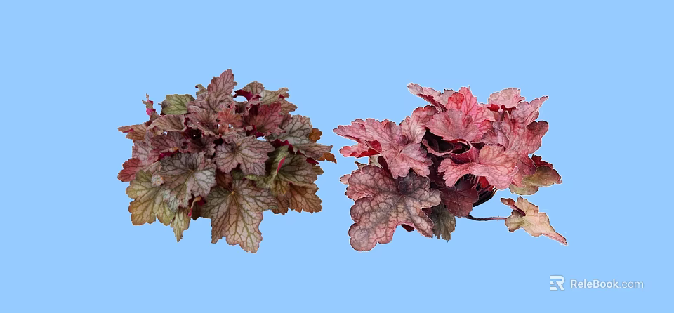 Vibrant Shrubs With Colorful Leaves In Potted Plants Against Light Blue Background 3d model 
