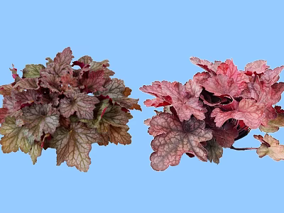 Vibrant Shrubs With Colorful Leaves In Potted Plants Against Light Blue Background 3d model