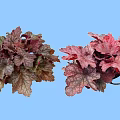 Vibrant Shrubs With Colorful Leaves In Potted Plants Against Light Blue Background