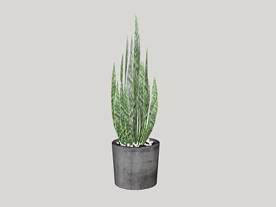 Green Striped Leaf Potted Plant In Gray Concrete Pot For Home Decor 3d model