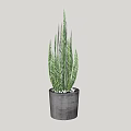 Green Striped Leaf Potted Plant In Gray Concrete Pot For Home Decor
