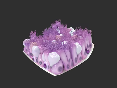 Chest Organs Anatomical Structure 3D Rendering With Purple And White Cellular Components 3d model
