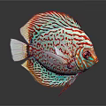 Vibrant Discus Fish With Red And Blue Patterns Round Body And Red Eyes