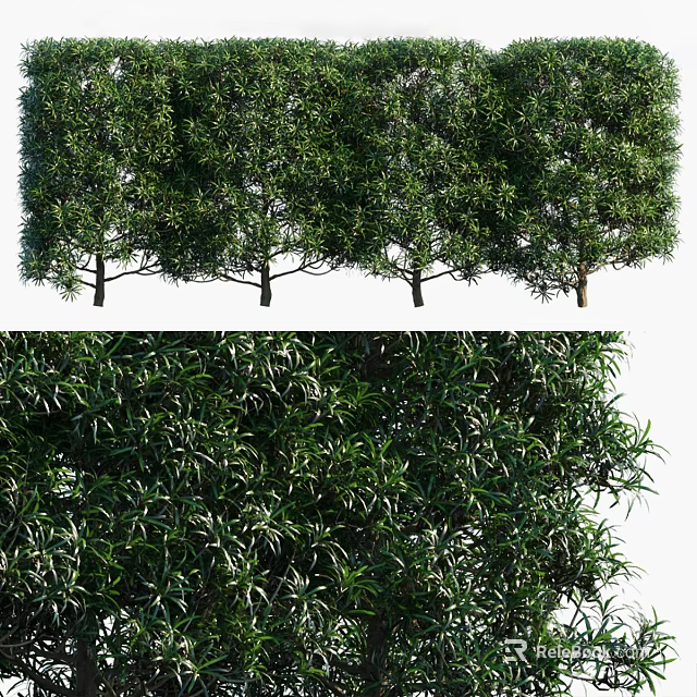 Evergreen Arbor with Lush Foliage and Dense Green Leaves on Straight Trunks 3d model 