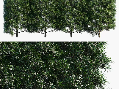 Evergreen Arbor with Lush Foliage and Dense Green Leaves on Straight Trunks 3d model
