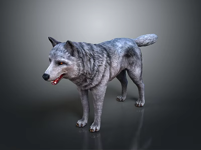 Realistic Standing Wolf 3D Model With Grey Fur Open Mouth And Dark Background 3d model