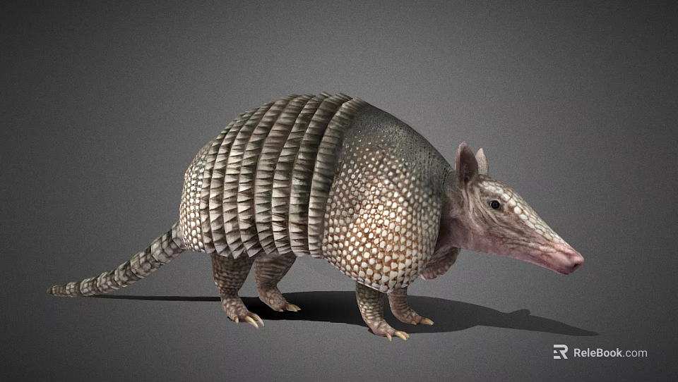 Realistic Scaly Reptile with Protective Shell Standing on Gray Background 3d model