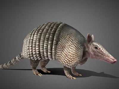 modern armadillo pangolin anteater land animal wildlife 3d model