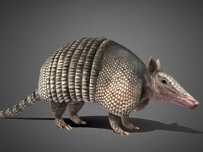 Realistic Scaly Reptile with Protective Shell Standing on Gray Background 3d model