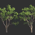 Two Detailed Green Trees With Lush Foliage Against Black Background