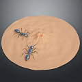 Two Blue Ants on a light brown circle with a small bump in the center