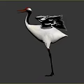 White Crane With Red Crown Spreading Wings Standing on Smooth Ground Against Gray Background 3d model