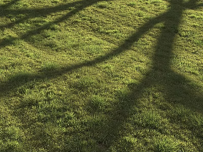 Lush Green Grass Lawn With Long Tree Shadows On Sunny Day 3d model