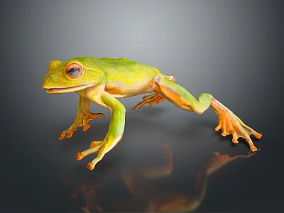 Close Up View of Green Reptile with Orange Feet on Dark Reflective Background 3d model