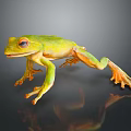 Close Up View of Green Reptile with Orange Feet on Dark Reflective Background