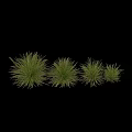 Garden Ornaments Showcasing Different Ornamental Grasses With Green Foliage For Garden Decoration
