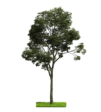 Tall Arbor Standing Alone with Lush Green Leaves Strong Trunk and Dense Foliage 3d model