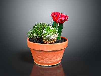 Decorative Green Cactus With Red Flowers In Terracotta Pot Succulent Plants 3d model