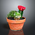 Decorative Green Cactus With Red Flowers In Terracotta Pot Succulent Plants