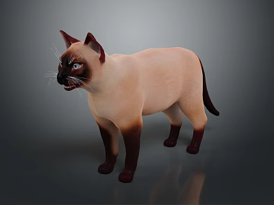 Siamese Cat Standing With Blue Eyes Light Brown Body And Dark Ears Paws Tail 3d model