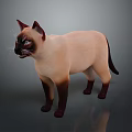 Siamese Cat Standing With Blue Eyes Light Brown Body And Dark Ears Paws Tail