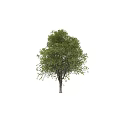 Natural Green Tree Leaf Decorative Ornament Set For Home Decoration