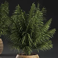Lush Green Palm Potted Plants With Woven Brown Pots On Reflective Surface