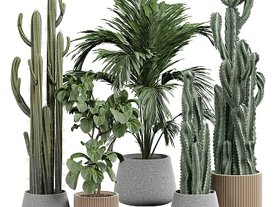 Modern Natural Garden Decor With Cactus Palm And Green Plants In Concrete And Wooden Planters 3d model