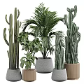 Modern Natural Garden Decor With Cactus Palm And Green Plants In Concrete And Wooden Planters