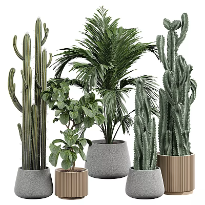 Modern Natural Garden Decor With Cactus Palm And Green Plants In Concrete And Wooden Planters 3d model