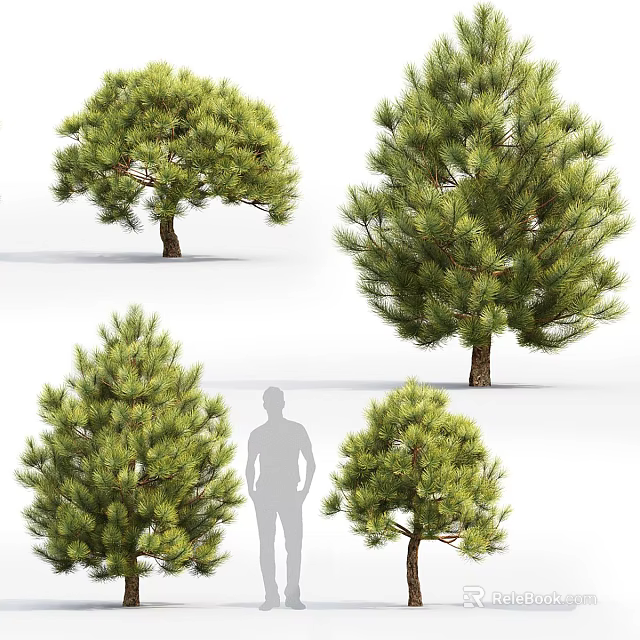 Various Green Shrubs in Different Sizes Featuring Human Silhouette for Landscaping Design 3d model 